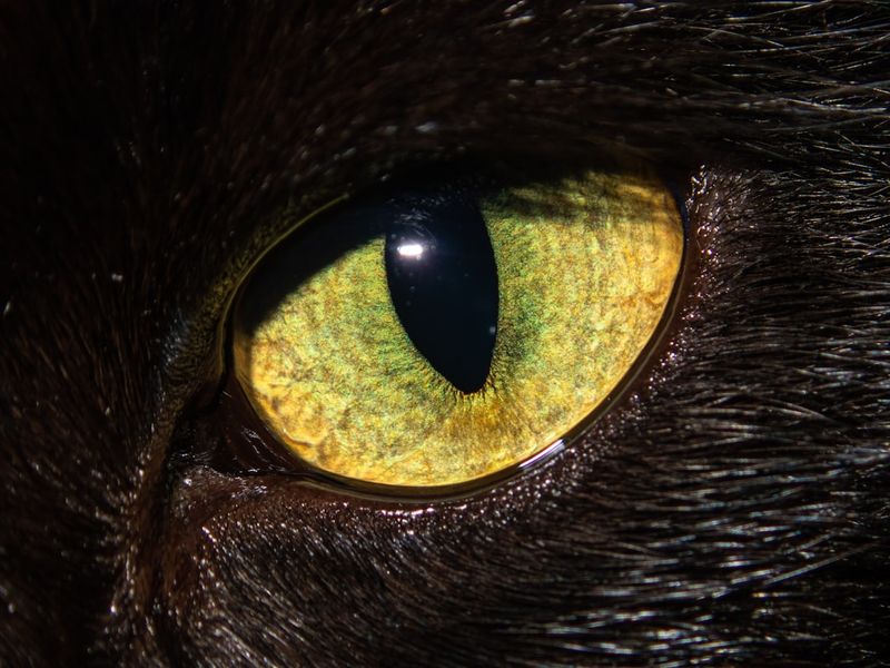 研究結果表明: 獵貓熱——從獸醫角度探討症狀、成因和治療
