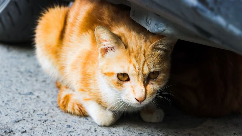 為什麼我抱起貓咪時牠會放屁？五個獸醫解釋的原因揭示貓咪的生理奧秘