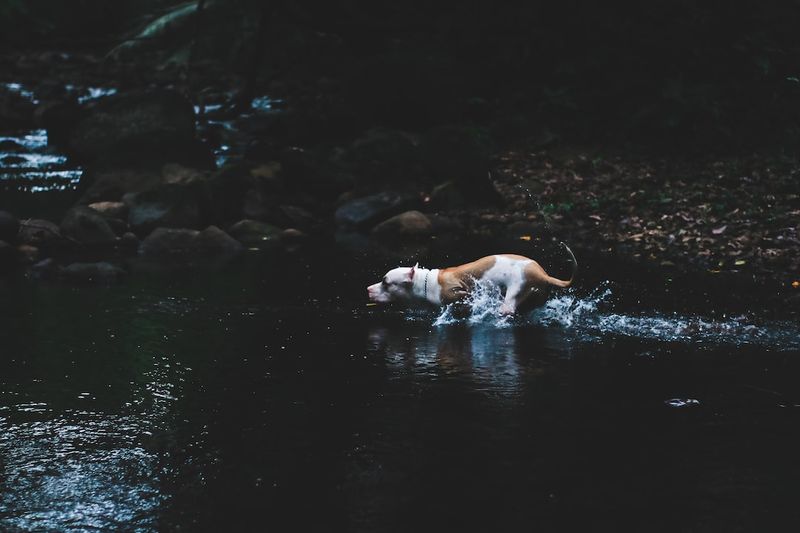 「狗狗的游泳尾巴症狀：什麼是游泳尾巴綜合症？獸醫認證的症狀、成因和治療方法」