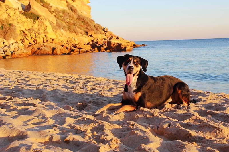 「如何訓練葡萄牙水犬：九個關鍵提示」