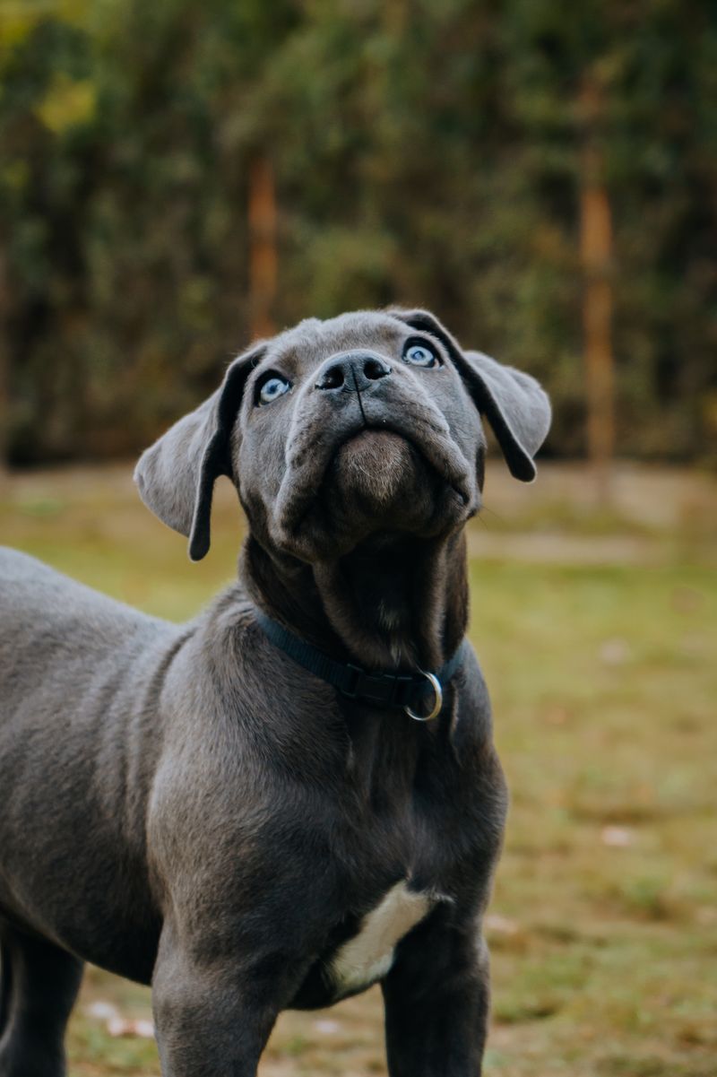 「獵犬犬種 Cane Corso 和英國鬥牛犬混種：指南、照片、護理等」
