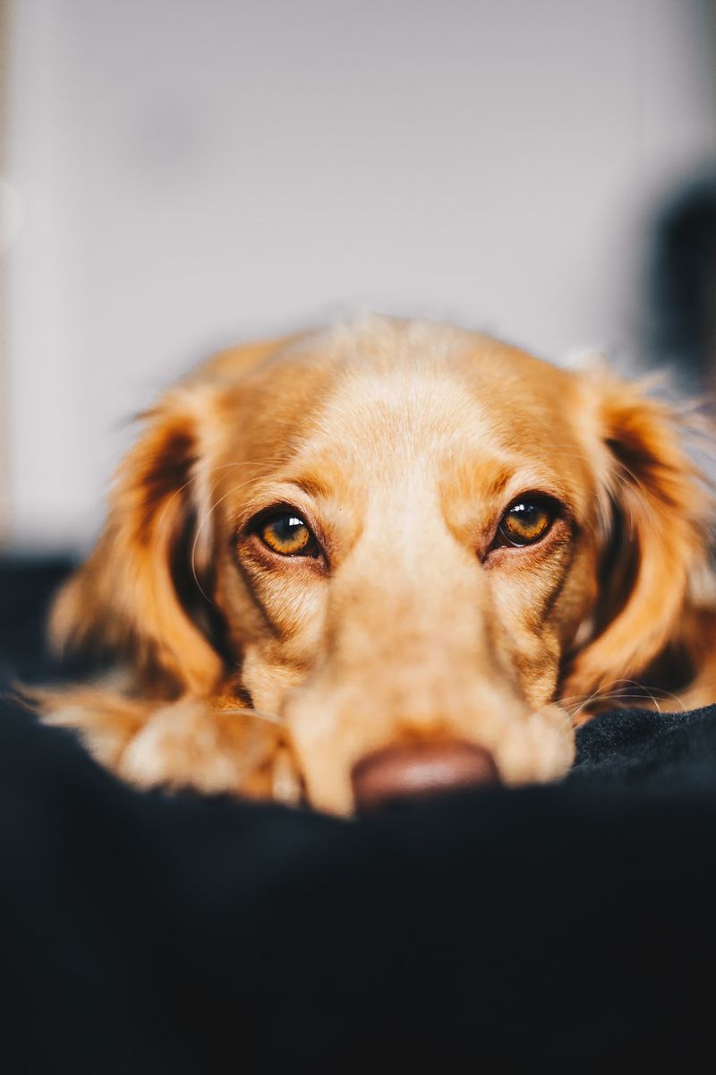 「Cane Corso Pug 混種犬」：飼養、照片、護理指南等所有資訊