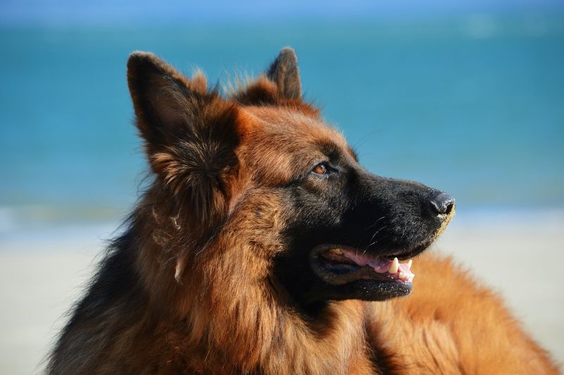 探索狗狗世界！黃金獵犬與萊布拉多貴賓的驚人差異（附圖）