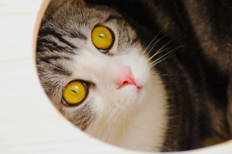 歐洲緬甸貓：外觀、養護指南、性情特徵與特點