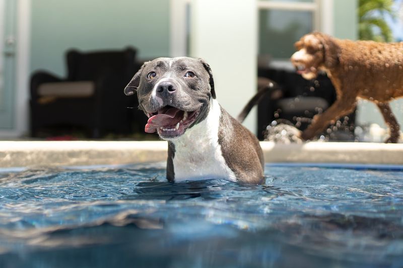 巴吉度獵犬游泳能力大比拼：事實與訓練技巧