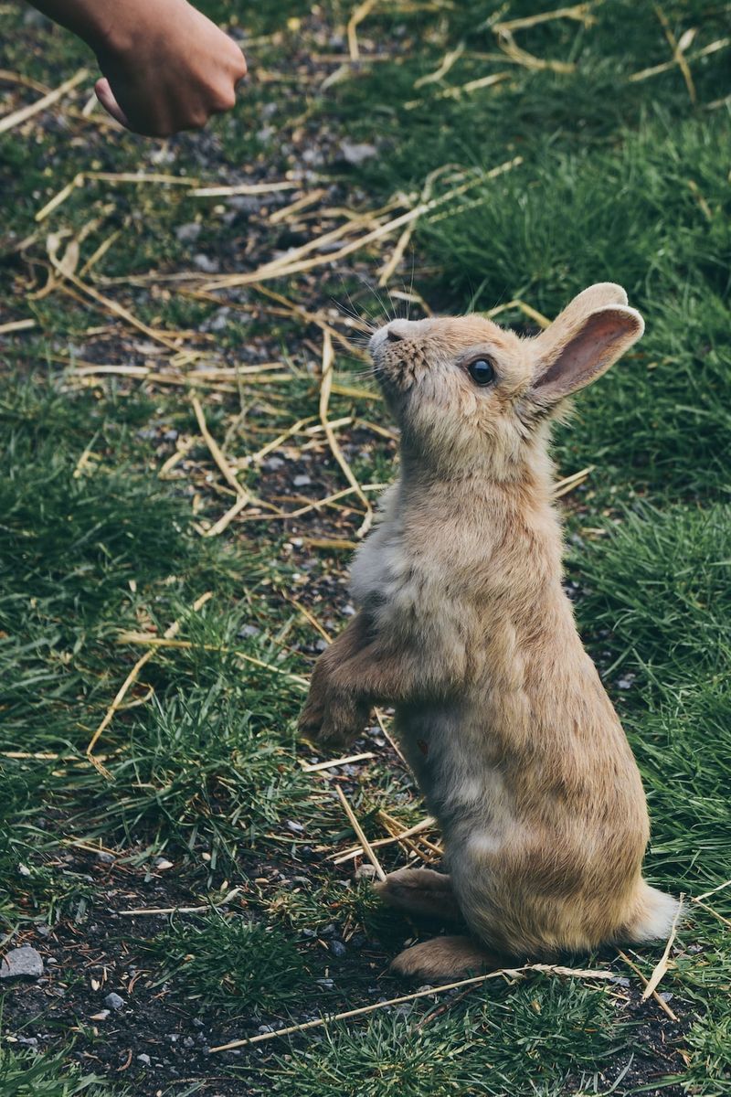 為什麼兔子會打噴嚏？六位獸醫審閱原因