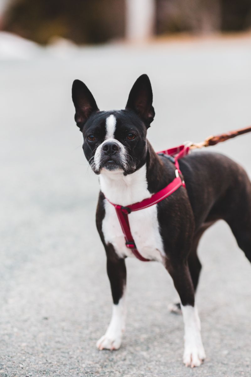 5 種容易患上耳部感染的狗：獸醫審閱事實和症狀