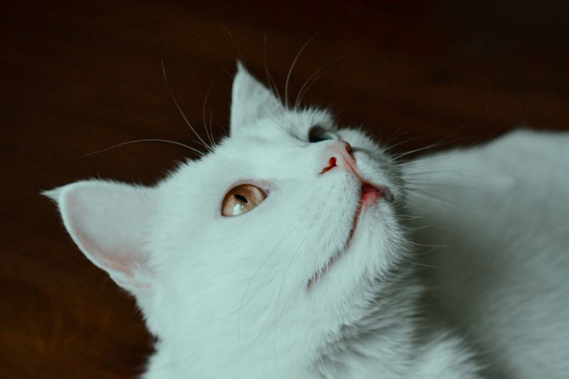 如何判斷貓咪是否感染耳蟲：獸醫審查的跡象及常見問答