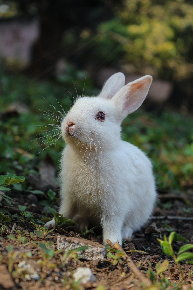《10 款適合孩子的兔種（附圖片與資訊）》評論探討