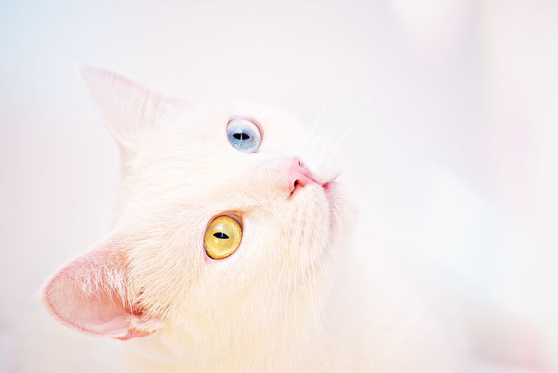 13 個驚人的白貓事實：經審查的獸醫見解
