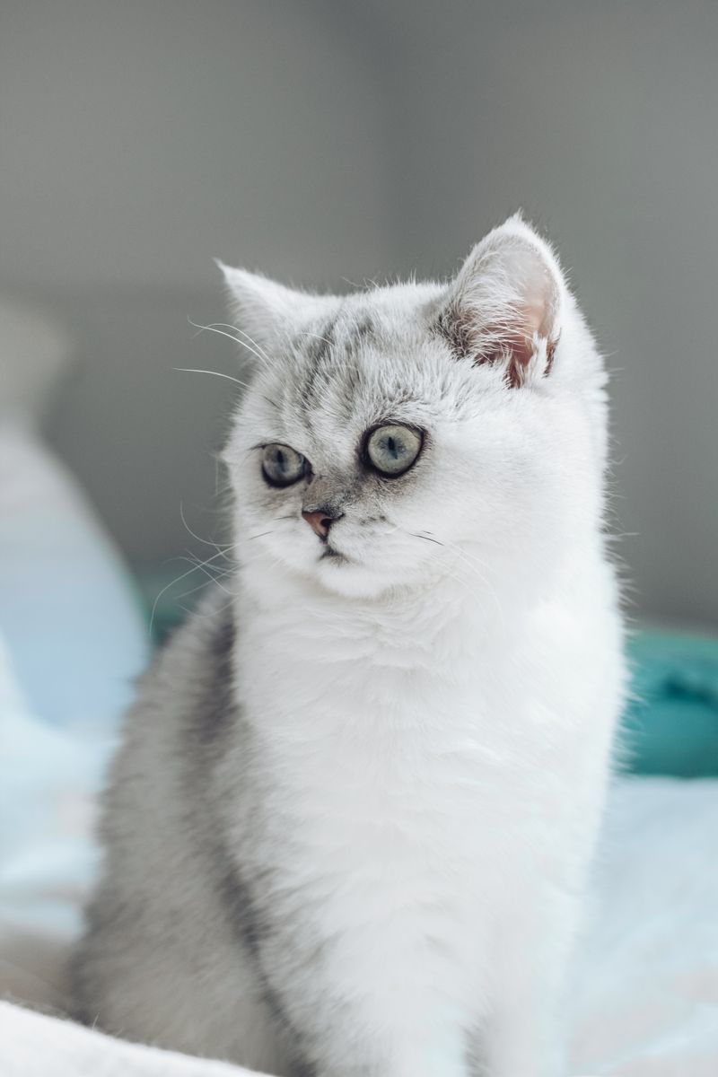 10 個令人愛不釋手的英國短毛貓事實，你肯定會喜歡學習！