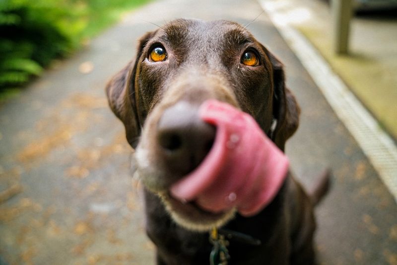 為什麼狗狗的耳朵會發臭：獸醫評審的五個原因
