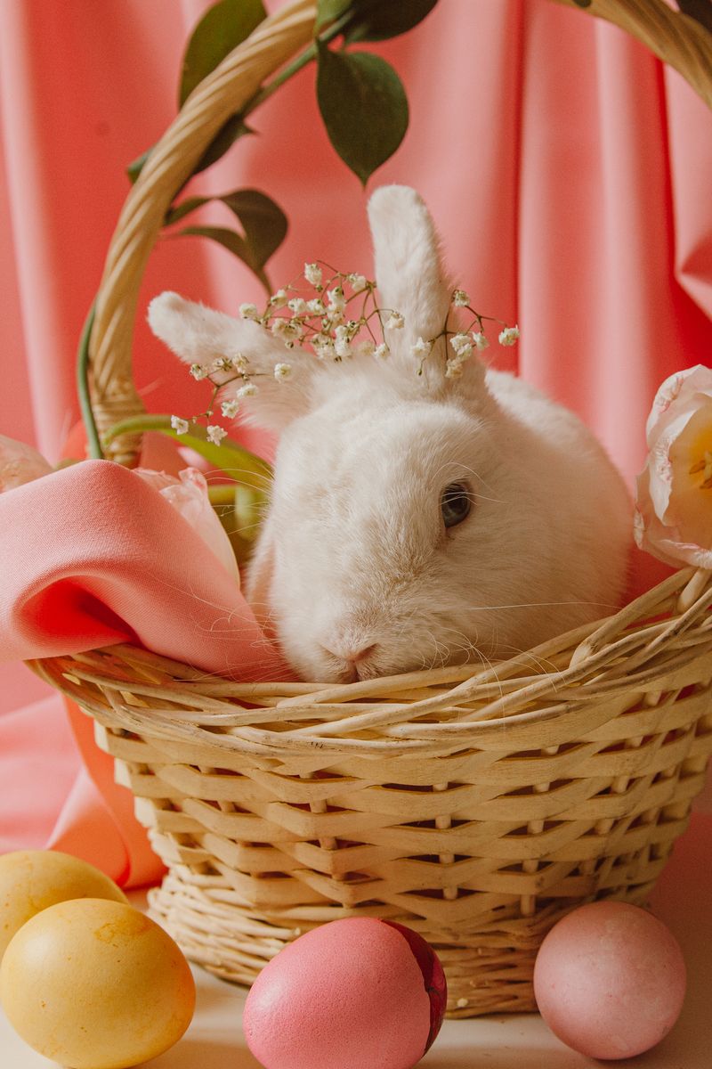 為什麼兔子要咬你的衣服？12 個可能的原因和預防技巧