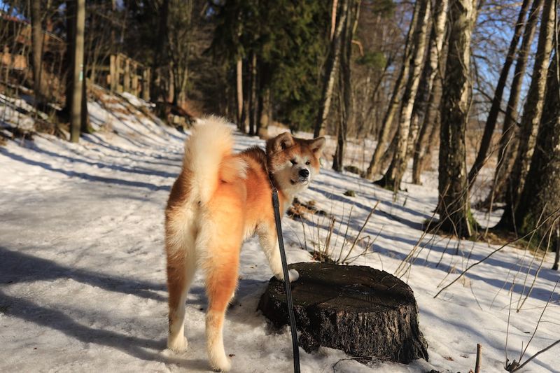 阿克薩賴獵犬：飼養指南、照片、氣質和特點