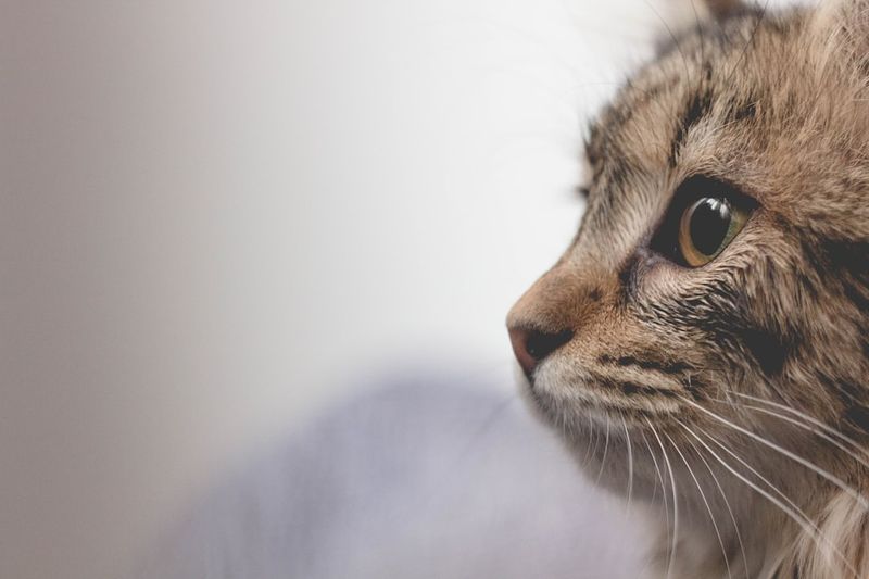 為什麼貓咪的耳朵會發熱？獸醫評鑑的 6 個原因
