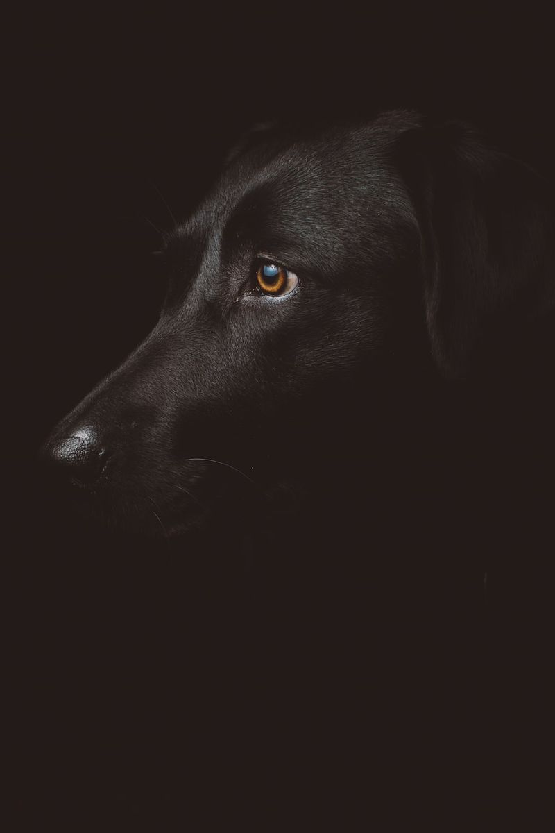 混種金毛獵犬和葡萄牙水犬：護理、圖片、訊息等