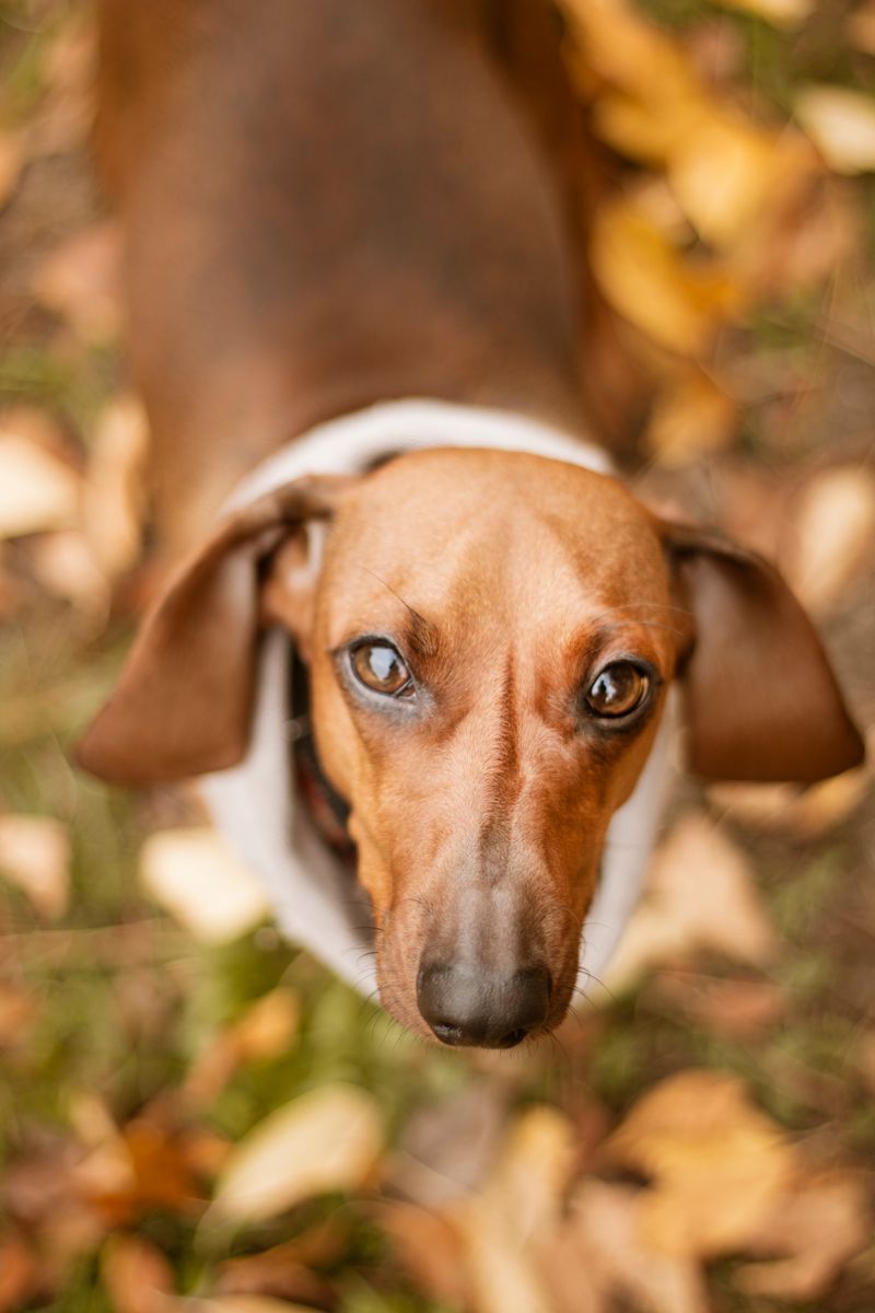 獸醫回答：狗眼瘤的徵兆、成因與照護方法