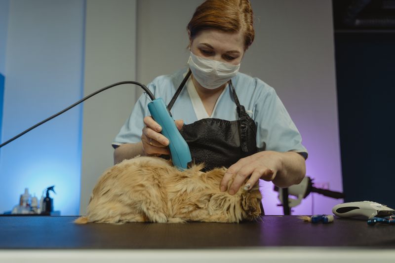 貓咪停止打理毛髮的 3 個獸醫檢查原因與解決方案