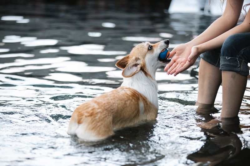 萊布拉多貴賓犬游泳能力有多強？事實和常見問題