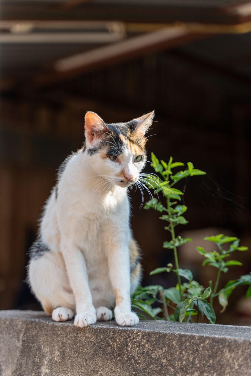 短腿貓又來了：暹羅短腿品種介紹、飼養指南與性格特徵
