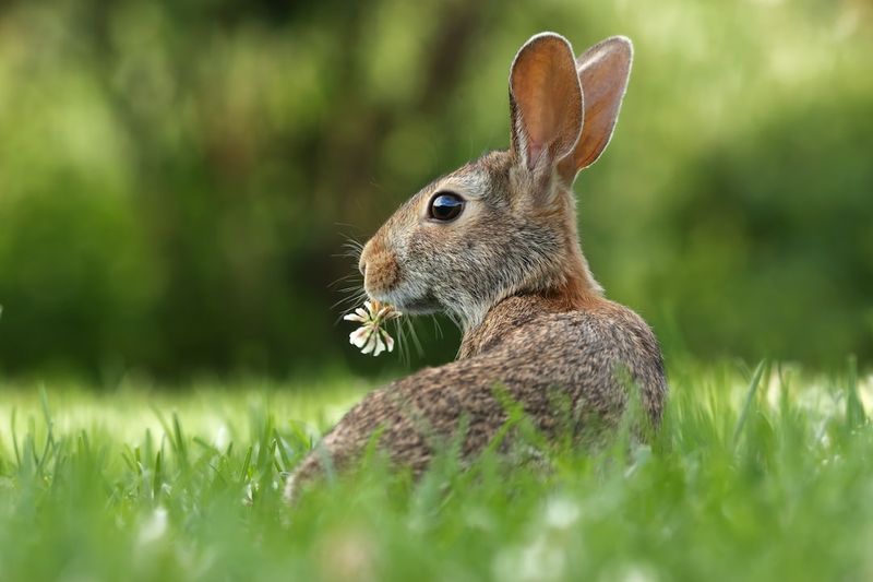 寵物獅頭兔的壽命及相關事實：平均壽命有多長？
