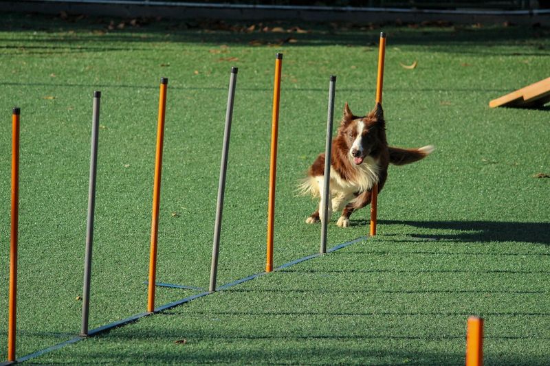 如何訓練拉布拉多貴賓犬：11 個訣竅