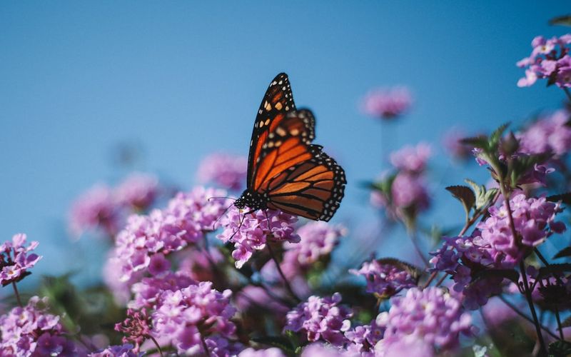 蝴蝶效應：Papillon 的優缺點
