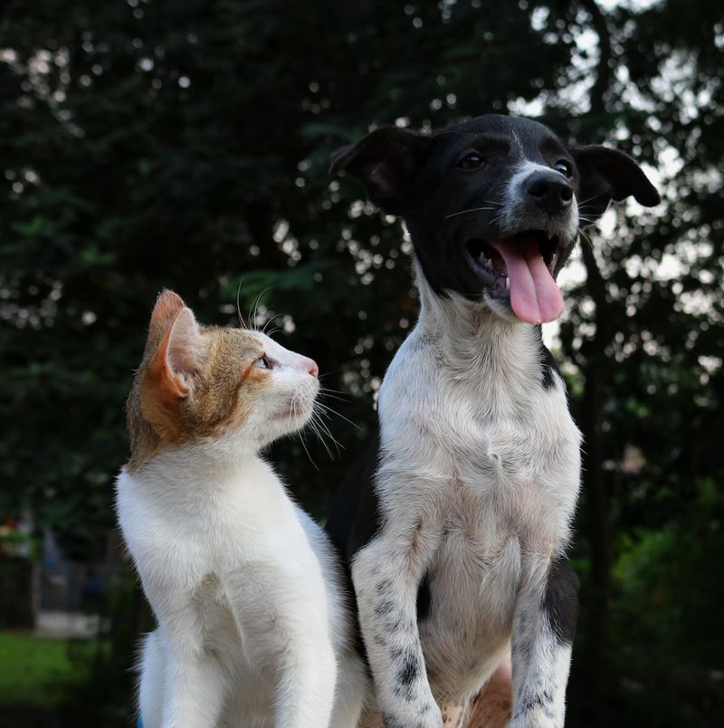 混種阿基塔薩摩耶犬品種：護理、圖片、資訊及更多