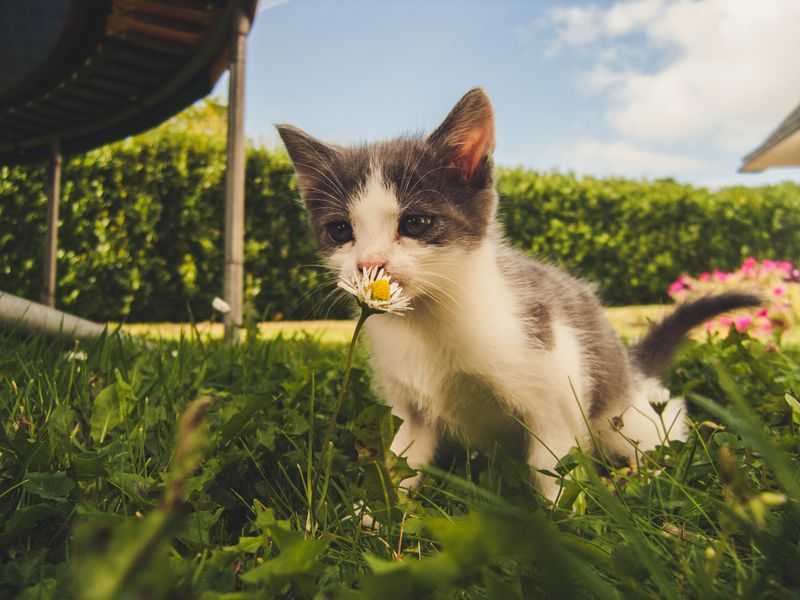 甲狀腺亢進：貓科動物的病因、症狀和治療方式