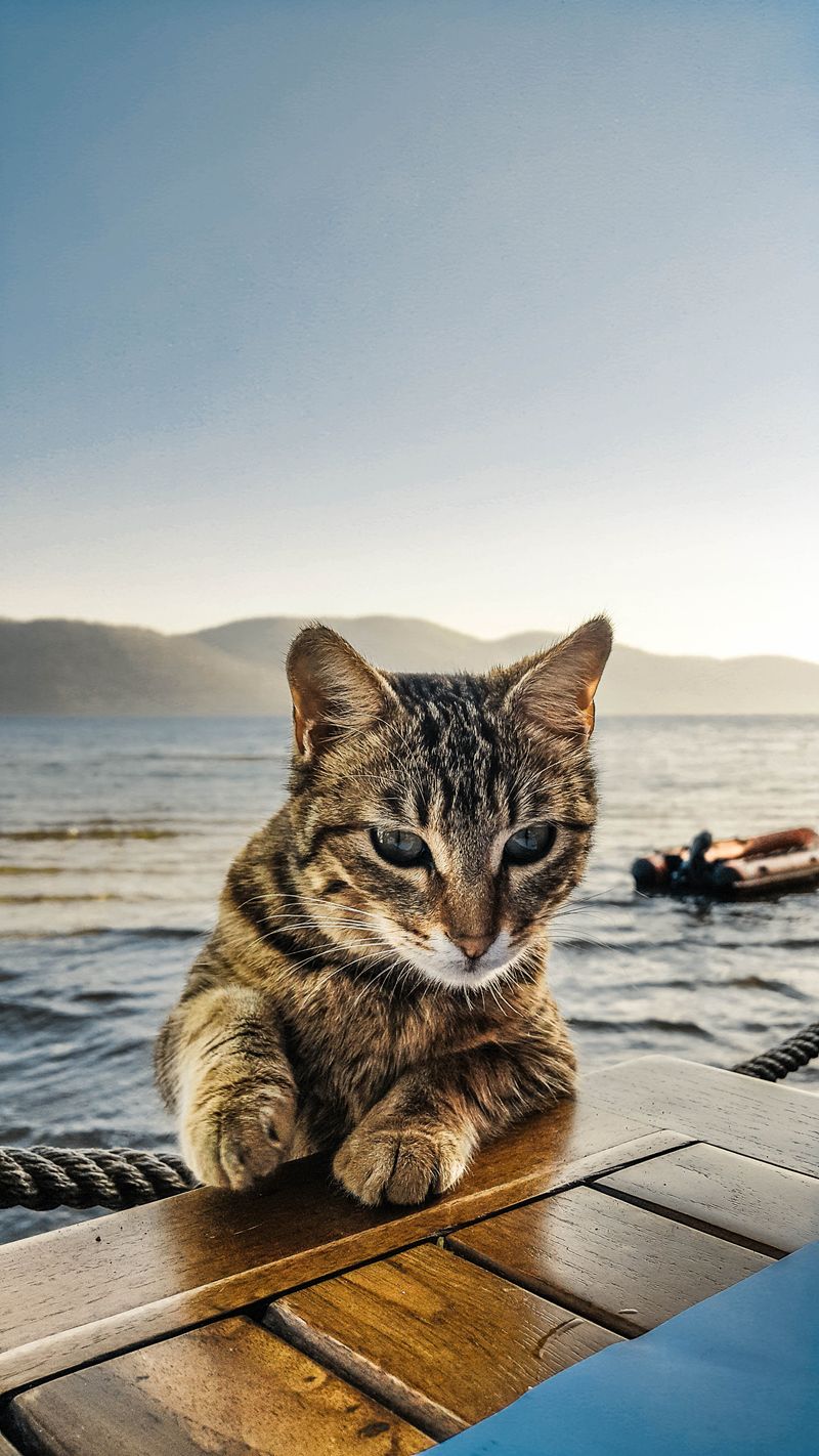 混合阿比西尼亞暹羅貓：圖片、飼養指南、性情特徵與品種