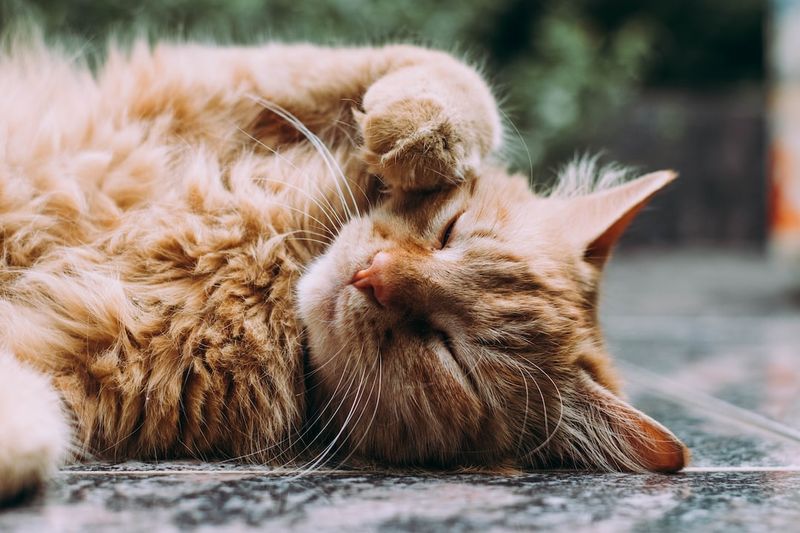 美國短毛貓的預期壽命、資料和護理指南：美國短毛貓能活多久？