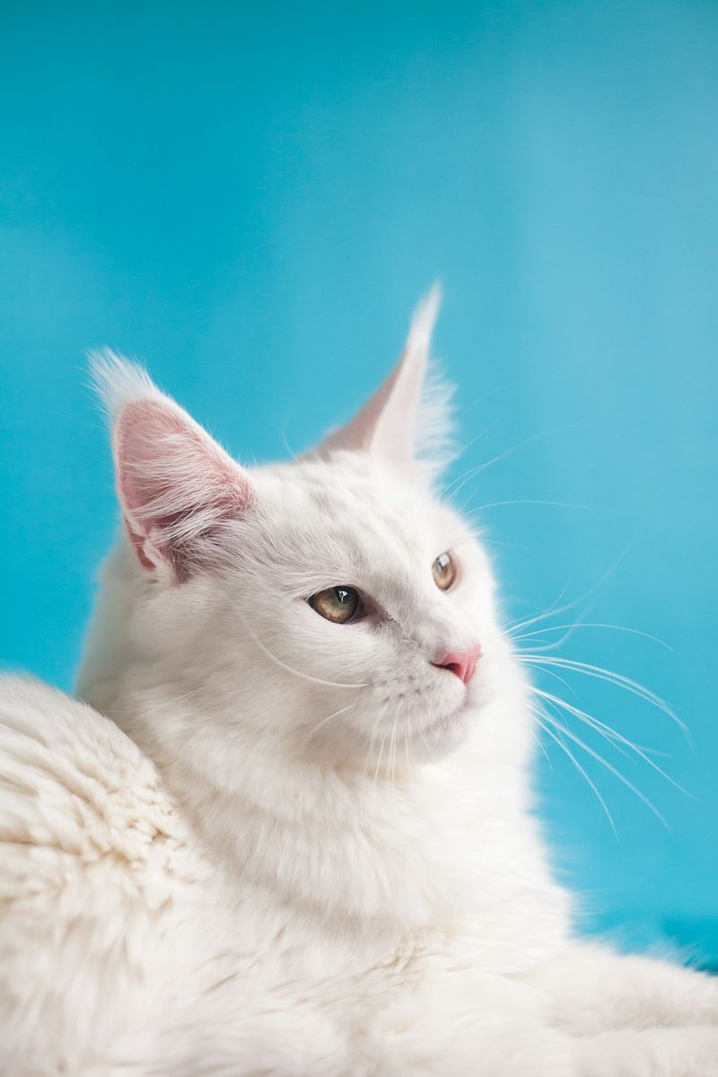 獸醫證實：阿比西尼亞貓是否無過敏原？有效治理過敏的事實與建議