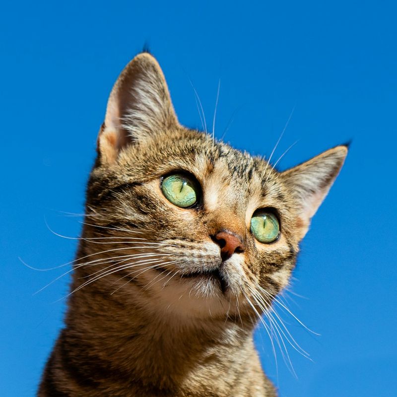 亞洲貓：資訊、圖片、氣質與養護指南