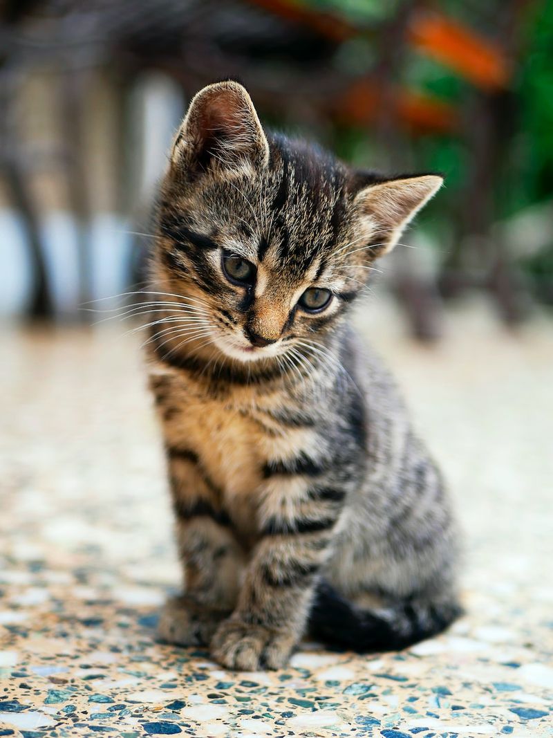 貓科動物的艾勒斯-丹洛斯症候群：成因、徵狀與治療