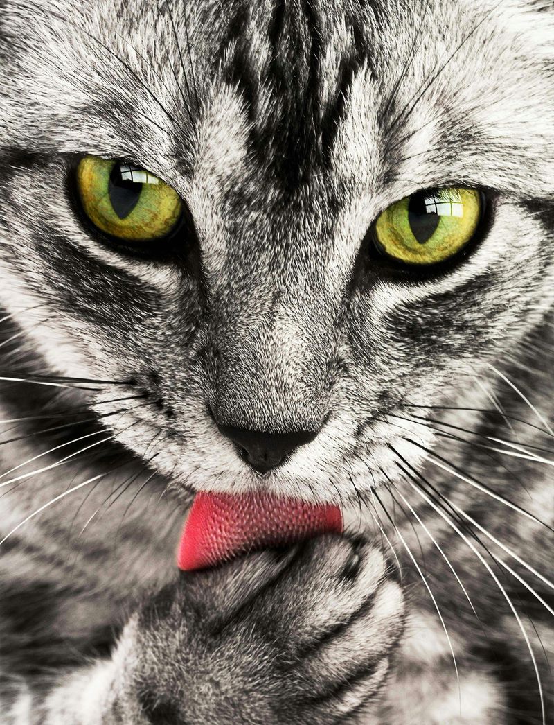 俄羅斯藍暹羅混種貓：圖片、照顧、特性與資訊
