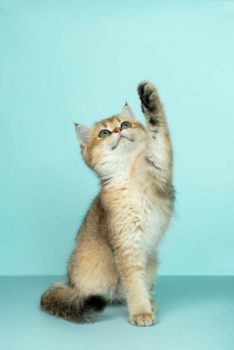 貓咪為何嘔吐粉紅色液體？獸醫師解釋 10 個原因