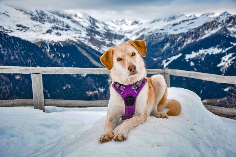 傳奇生命的終結：世界上最年長的狗鮑比終於辭世，享年 31 歲
