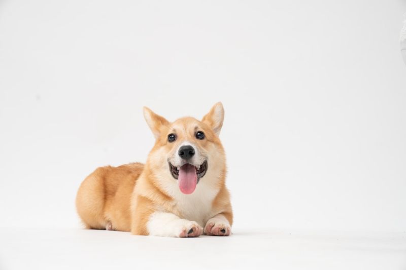 金色薩米（薩摩耶黃金獵犬混合種）：圖片、照顧、資訊和更多