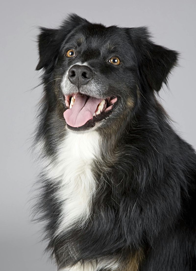 洛特沛犬（Shar Pei Rottweiler 混種）：照顧、圖片、資訊等