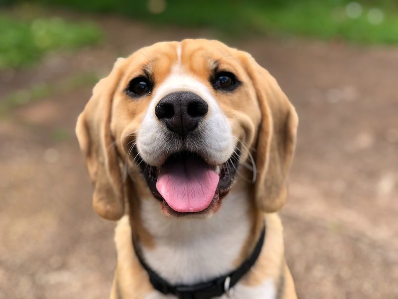 金銅犬混種：圖片、照護、資訊與更多