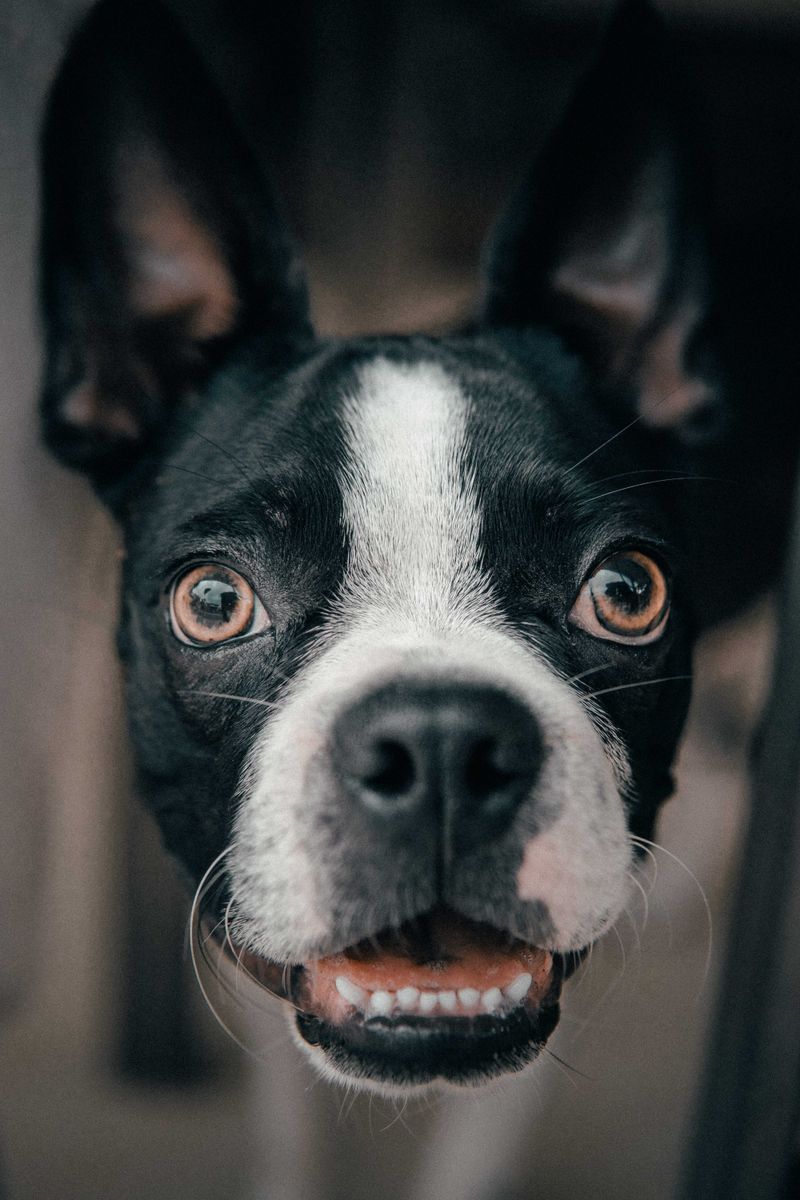 切斯基福瑟克狗品種指南：資訊、圖片、照顧與更多！