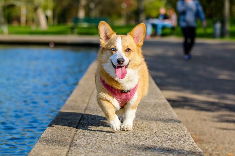 多愁善感的混種狗：擁有波士頓梗和斑點狗特色的波士頓獵狗混種狗：照片、飼養指南、資訊和照顧方式