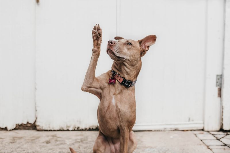 羅德西亞獒犬混種：圖片、照顧指南、性格及特徵