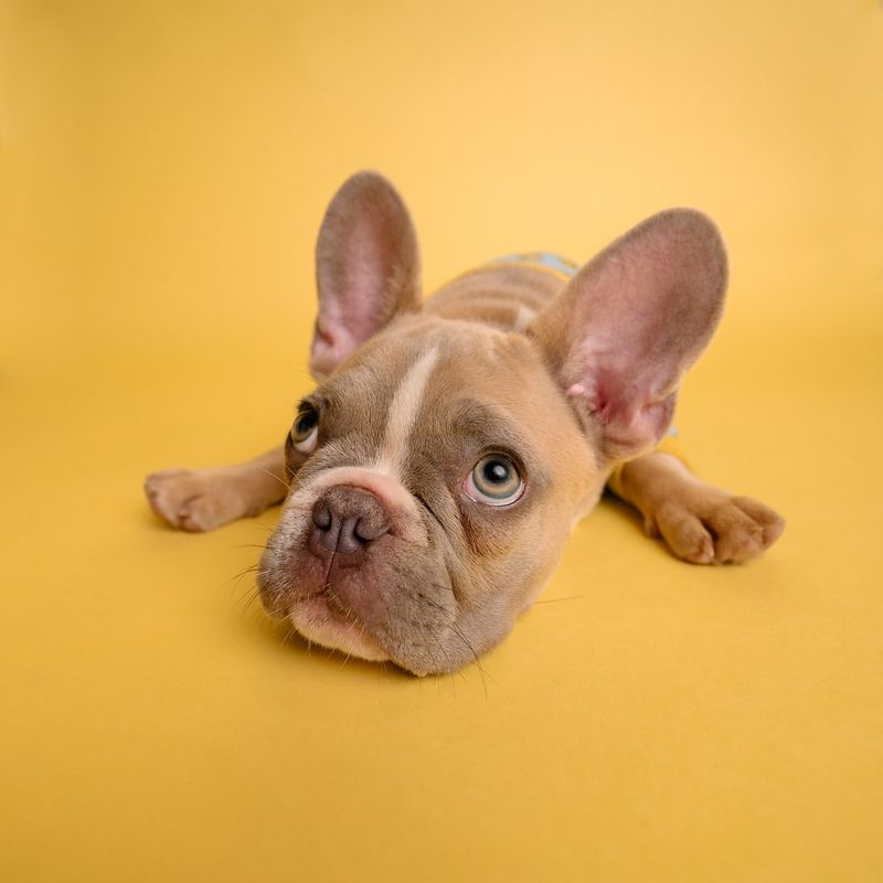 聖博海斯基（聖伯納德哈斯基混種狗）：照片、養護指南、性情和特徵