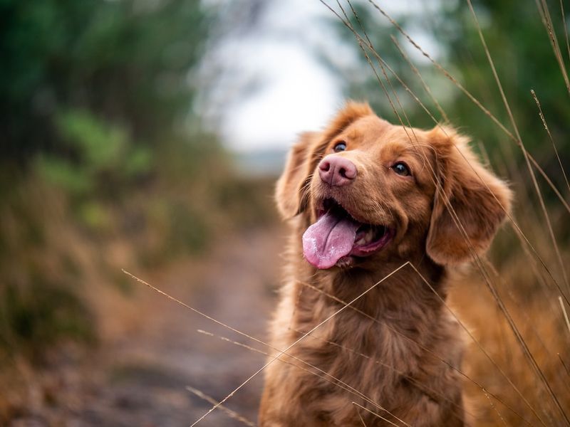 聖柏納德紐芬蘭混種犬：護理、圖片、資訊等