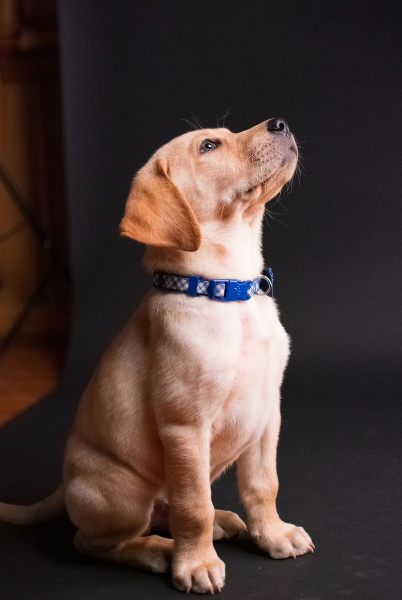 金毛銳利威瑟混種狗：資訊、圖片、氣質和特點