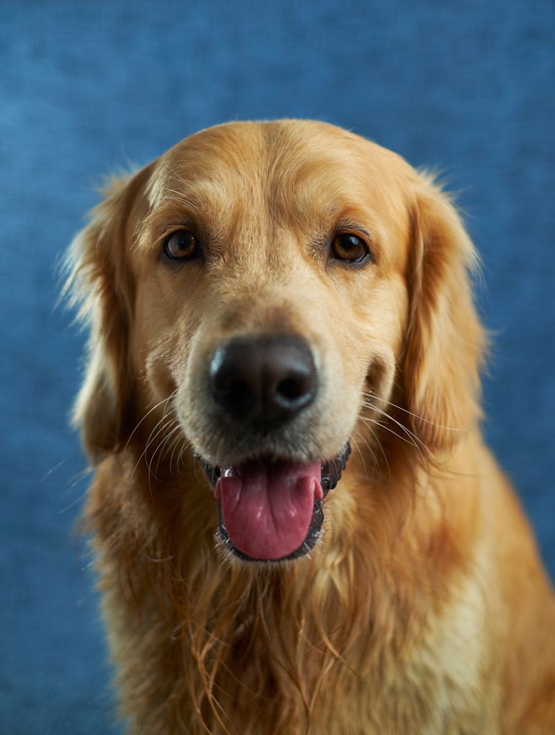 阿基塔馬拉木特混種犬：圖片、指南、資訊與照顧指南