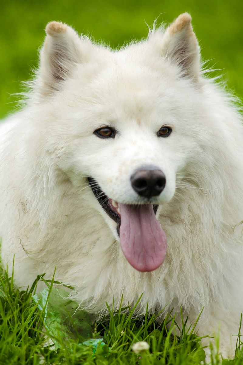 為什麼狗狗會有黑色的舌頭？3 位獸醫取證的原因