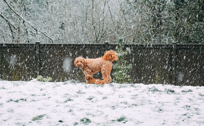 為你的狗狗學會在雪地上排便的 7 個技巧