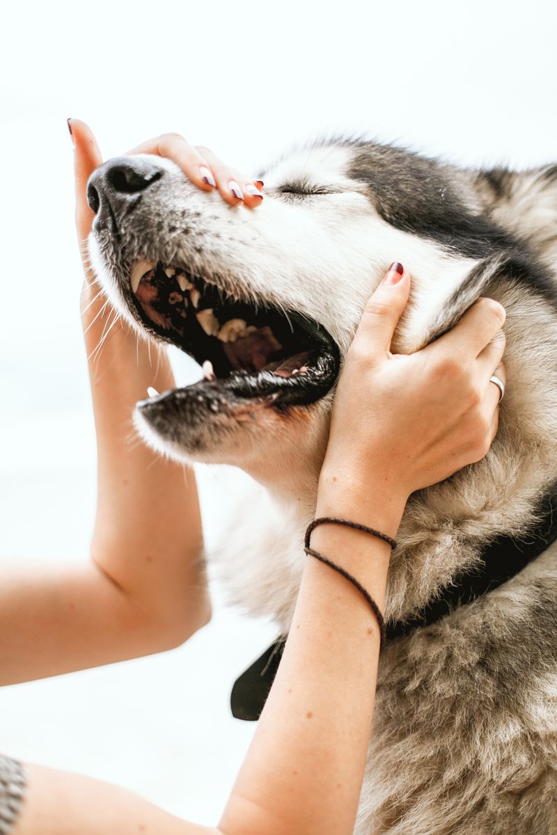 為什麼狗會嘆氣？六個獸醫評述的原因